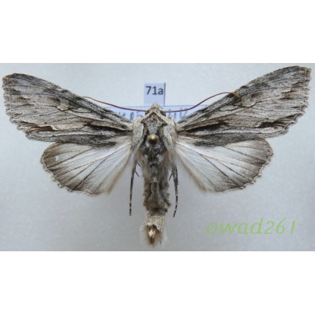 Auchmis detersa (Esper, 1787) ex. larva Czech71a
